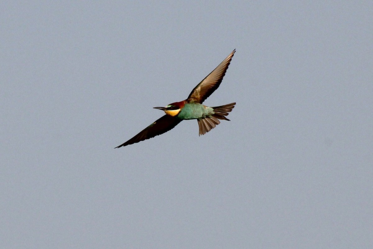 European Bee-eater - ML42482501