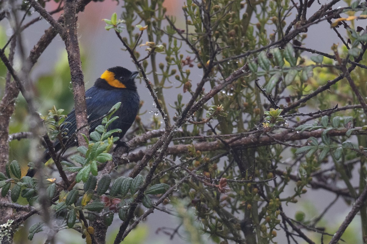 Yellow-scarfed Tanager - ML424828451