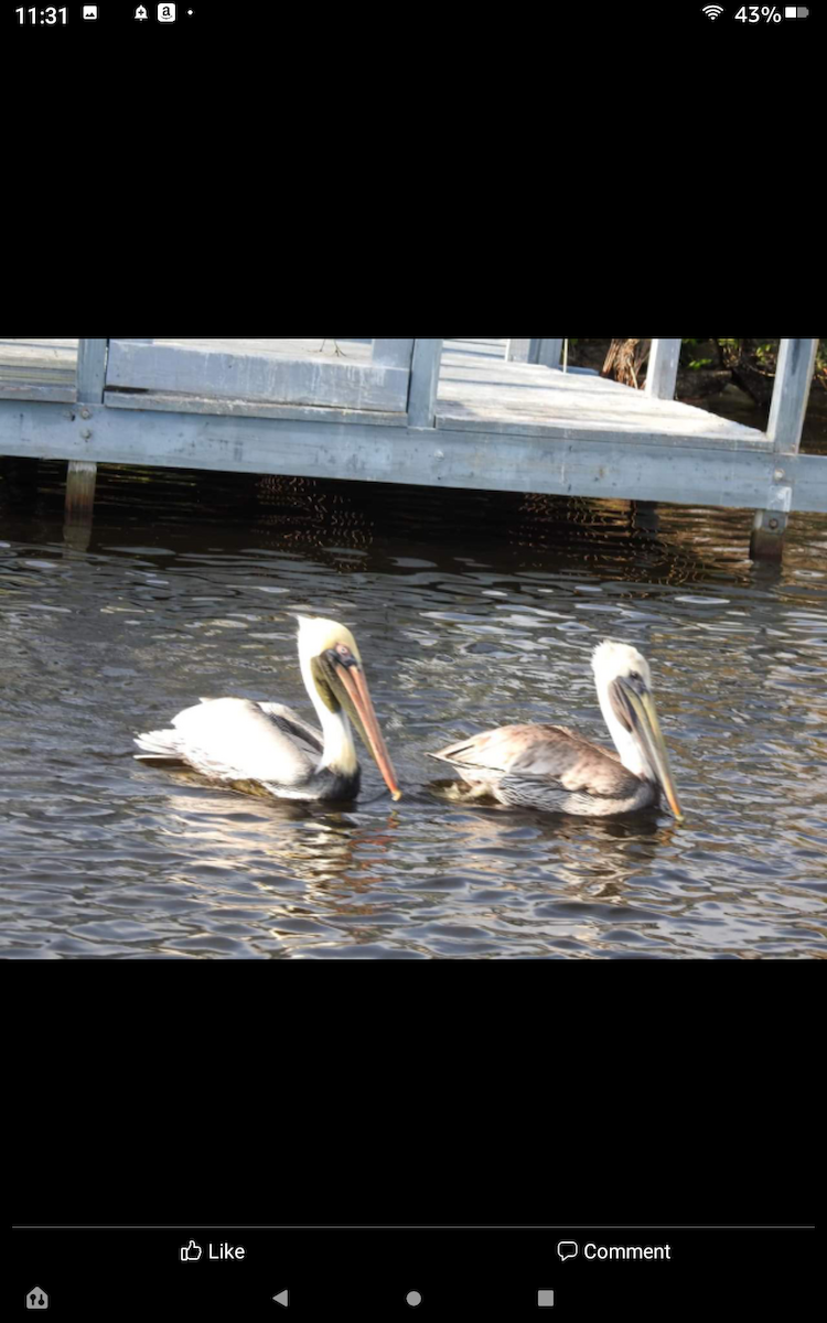 pelikán hnědý - ML424829671