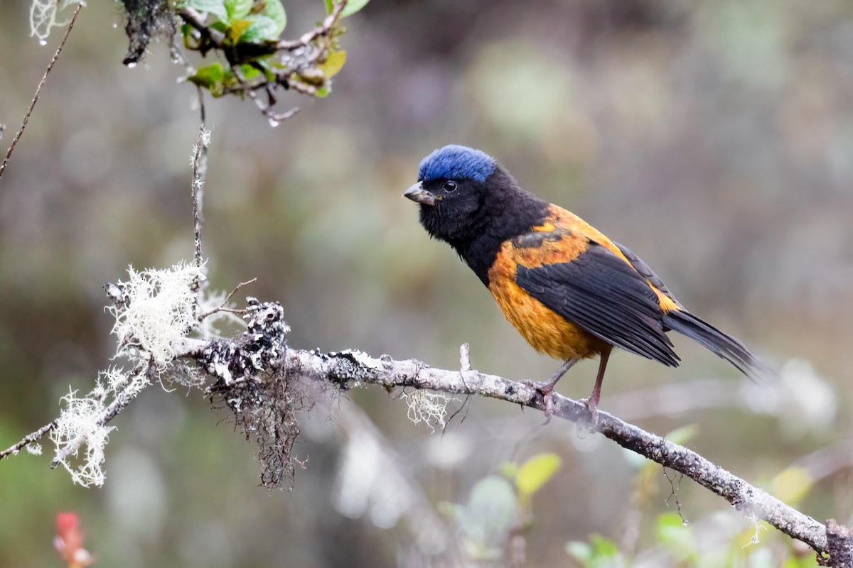 Golden-backed Mountain Tanager - ML424831091