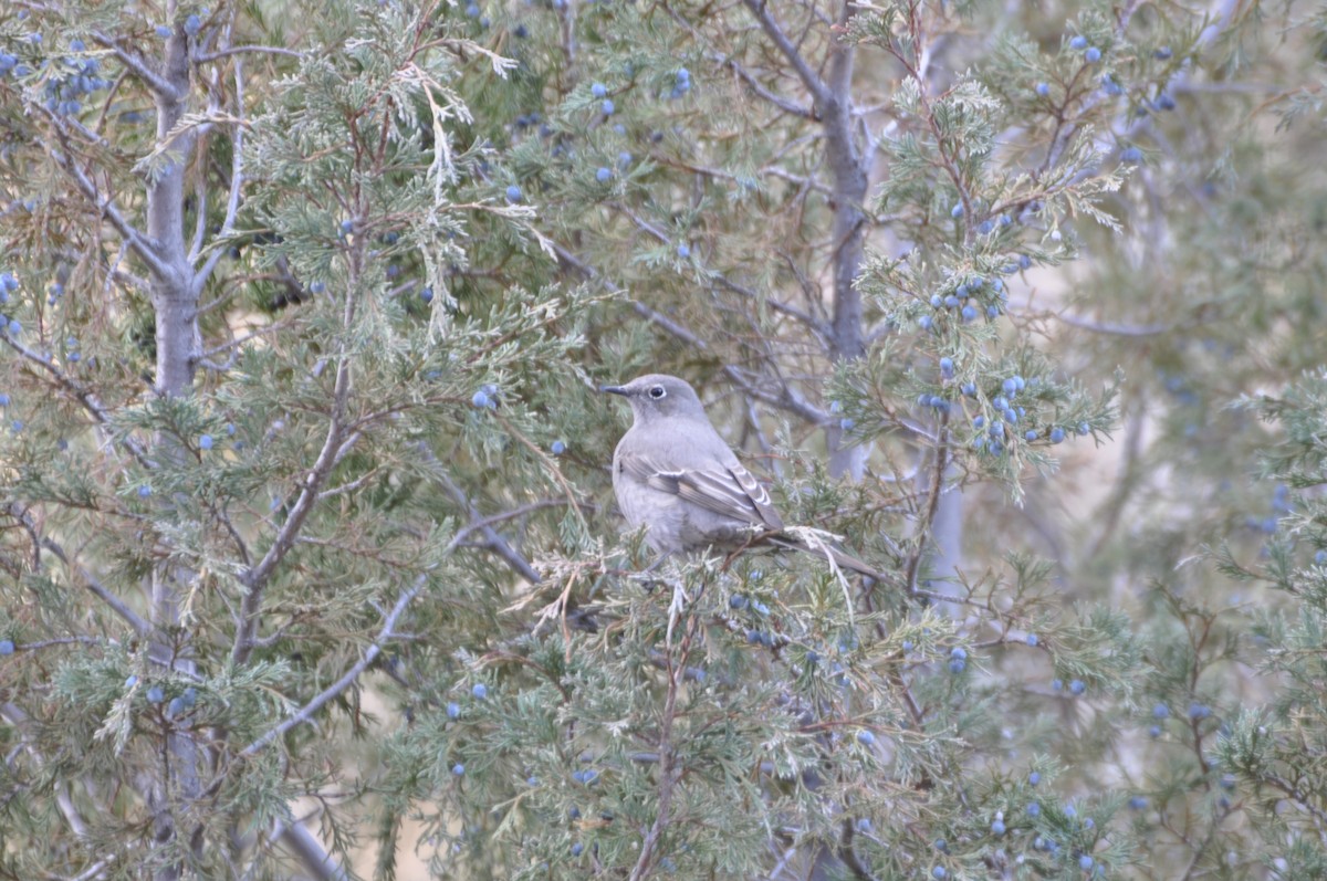 Townsend's Solitaire - ML424851631