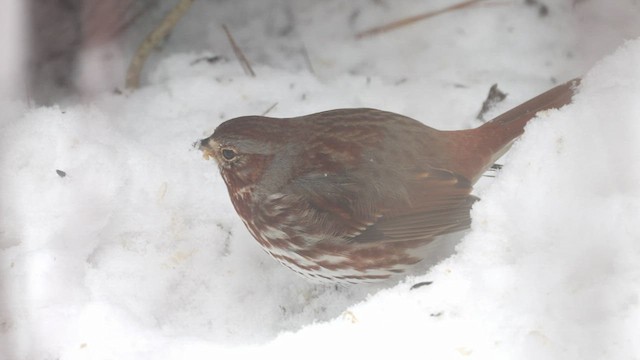 Fox Sparrow (Red) - ML424853111