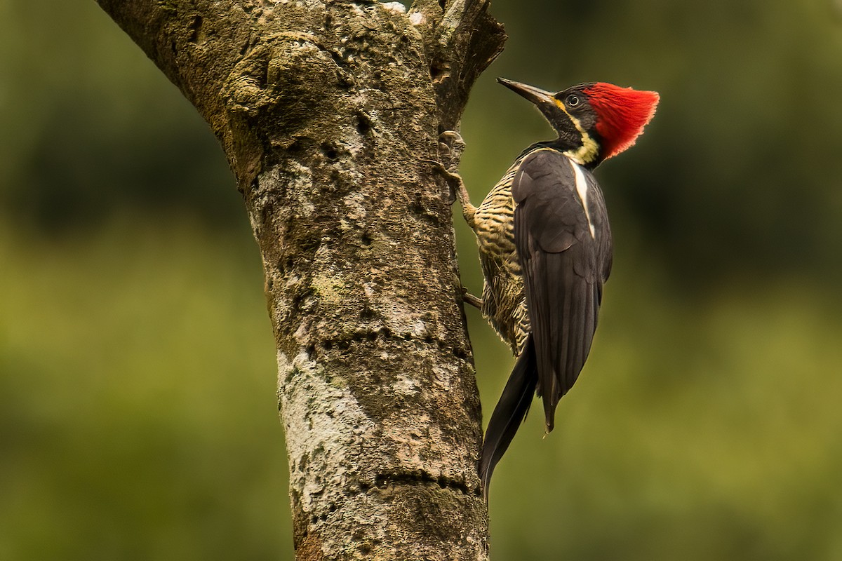 Lineated Woodpecker - Merijn van den Bosch