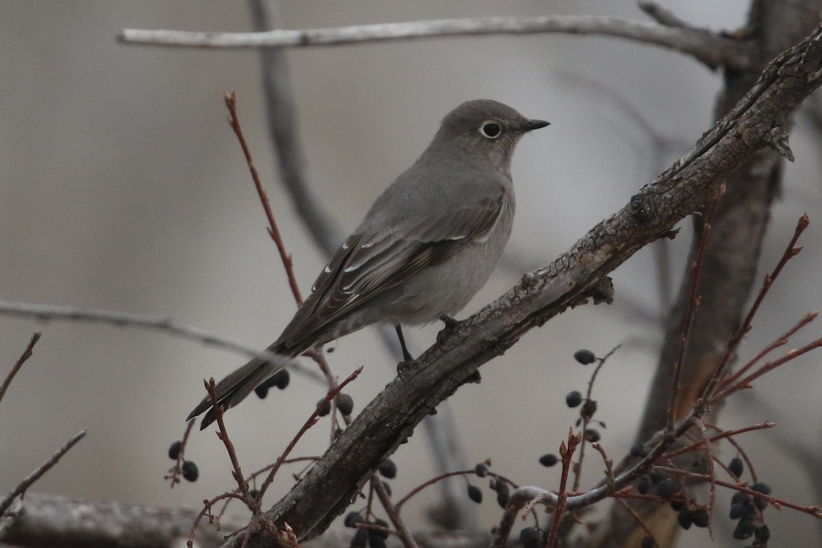 Townsend's Solitaire - ML424859371