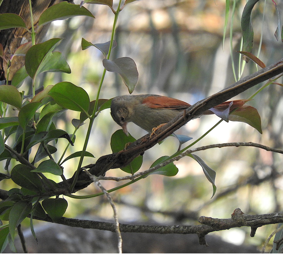 Crested Spinetail - Alfredo Rosas