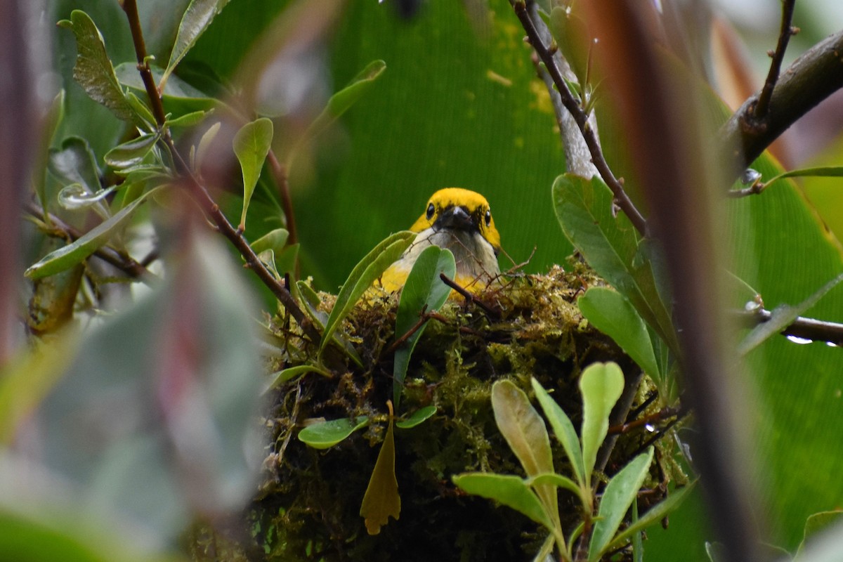Silver-throated Tanager - ML424868221