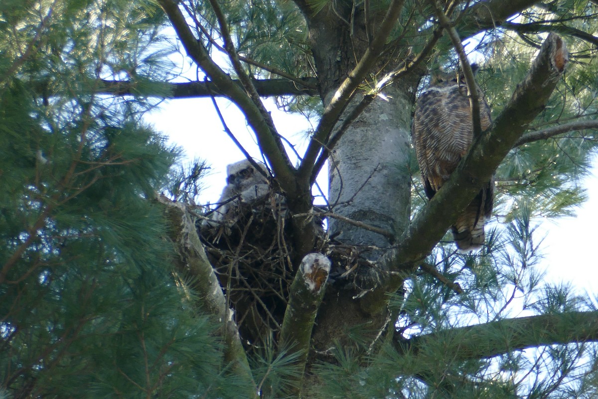 Great Horned Owl - ML424875091