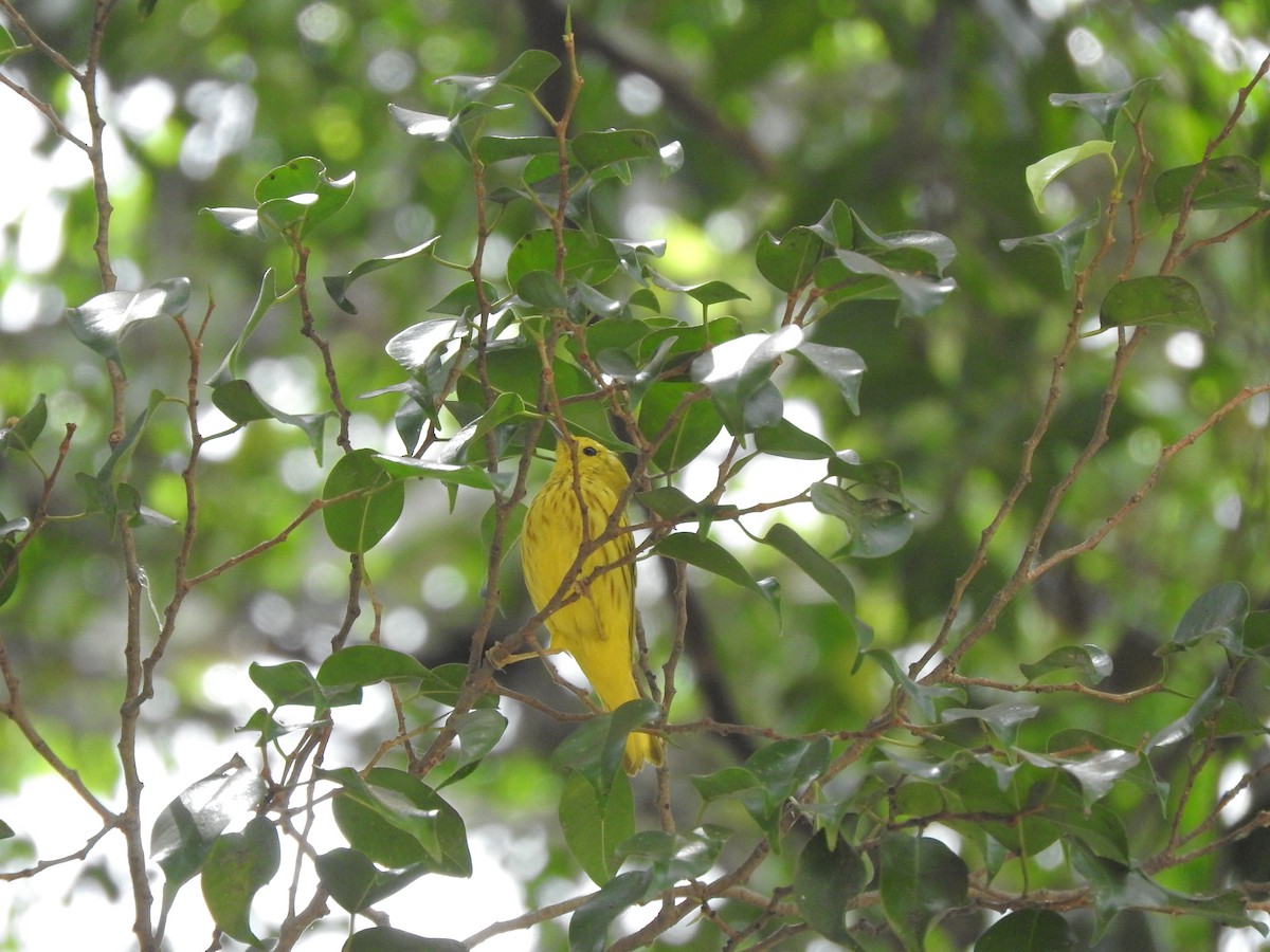 Yellow Warbler - Alfredo Rosas