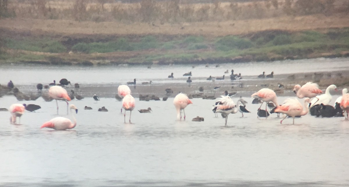 Chilean Flamingo - ML424879941