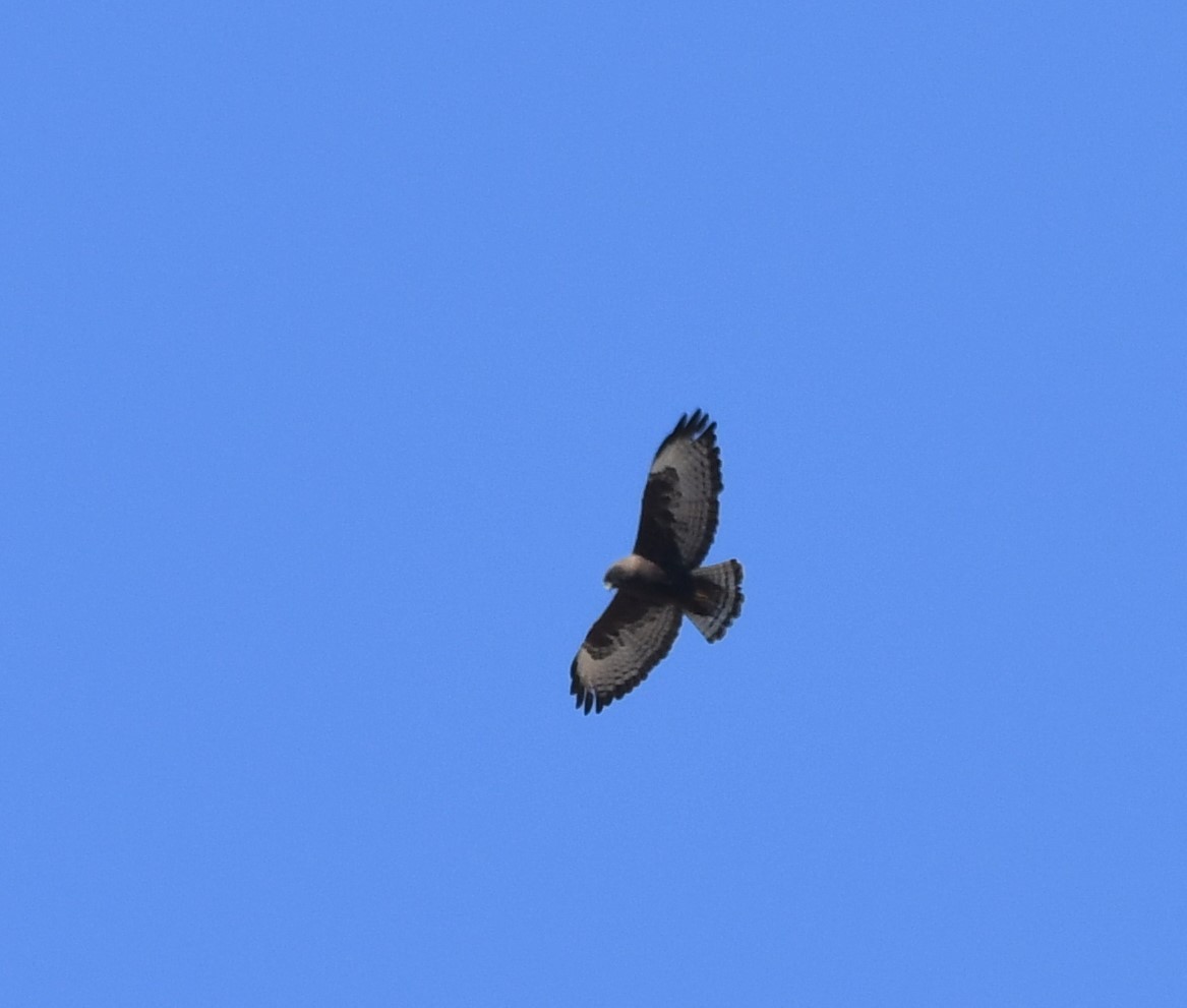 Short-tailed Hawk - Janine McCabe
