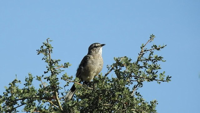 Patagonian Mockingbird - ML424891051