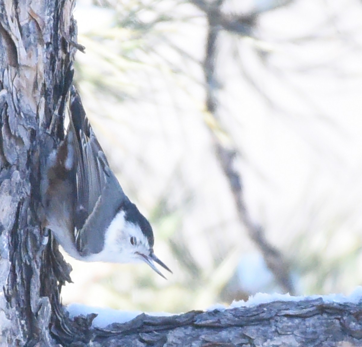 White-breasted Nuthatch (Interior West) - ML424892851