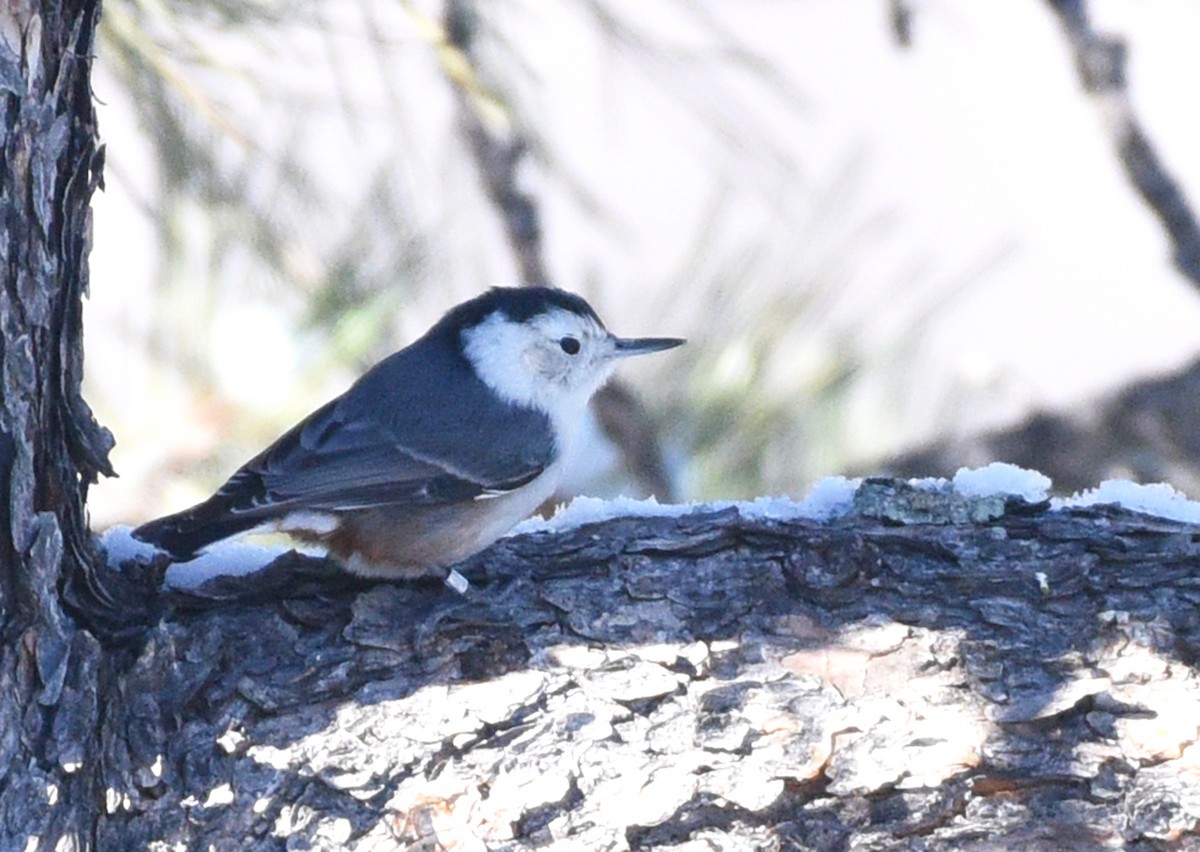 White-breasted Nuthatch (Interior West) - ML424892901