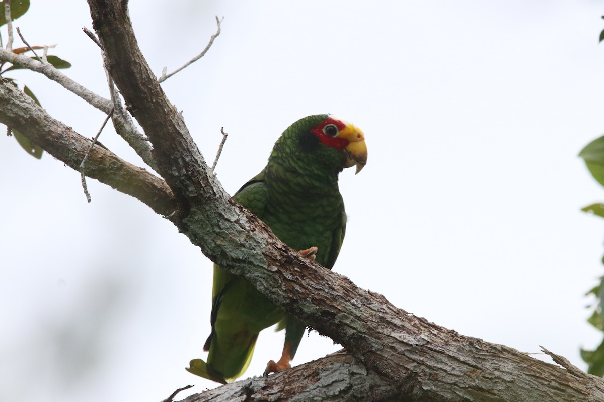 Yellow-lored Parrot - Leslie Penner