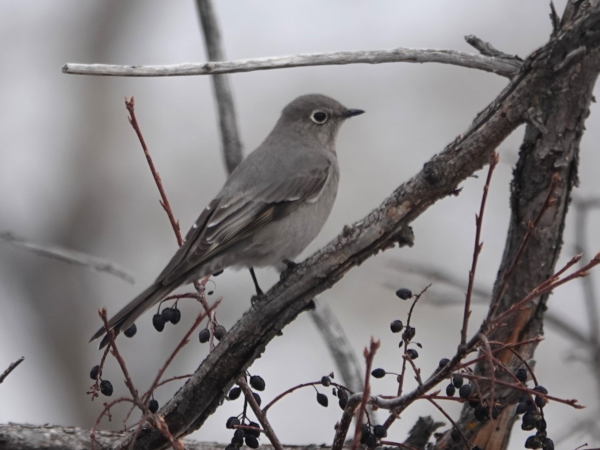Townsend's Solitaire - ML424900591