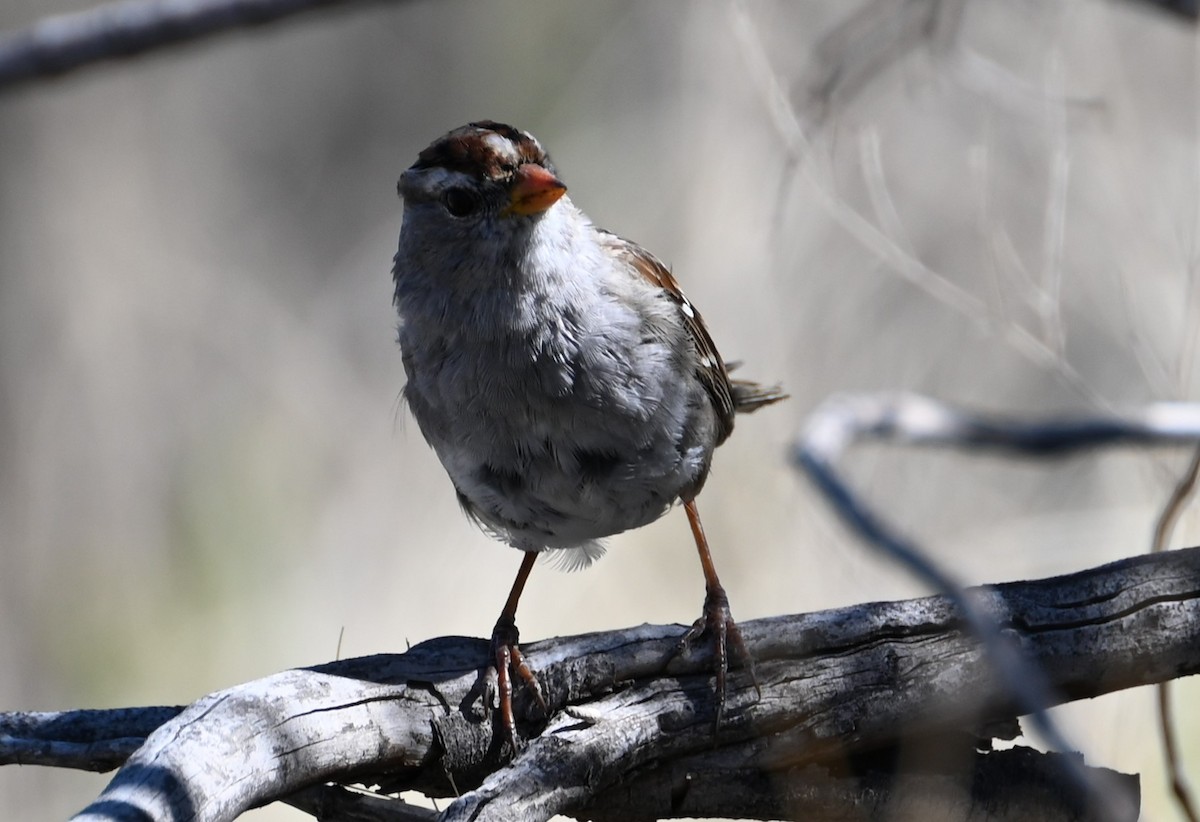 White-crowned Sparrow - Bonda Sek