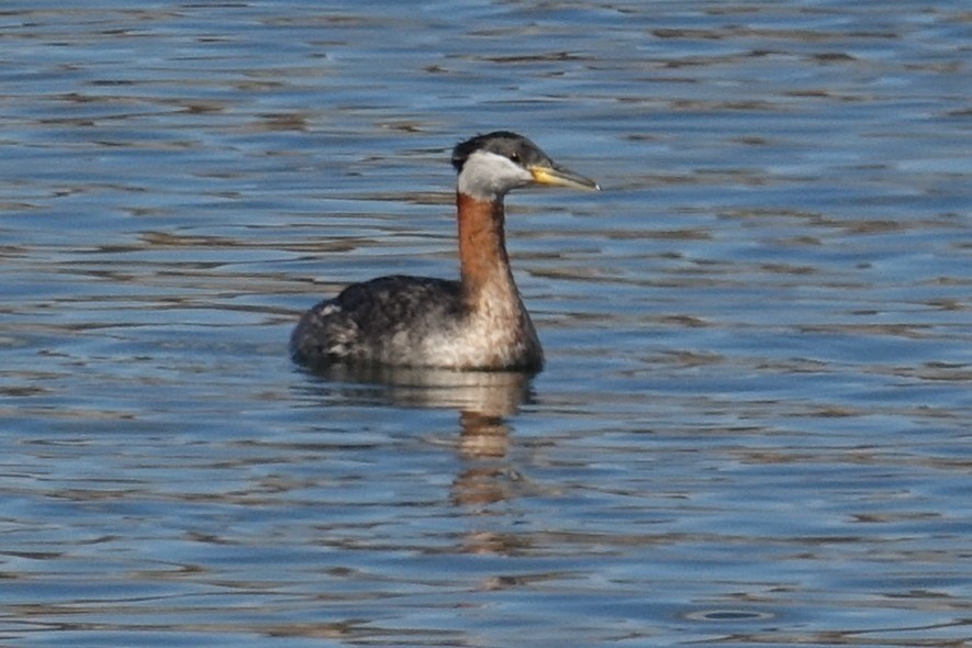 Red-necked Grebe - ML424902641