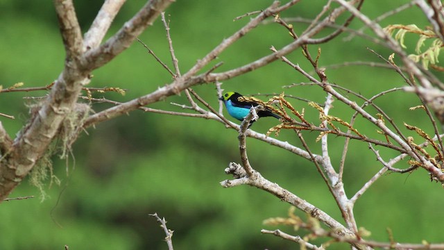 Paradise Tanager - ML424902661