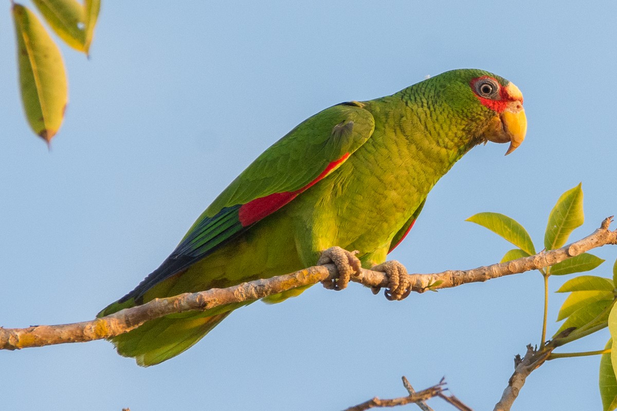 White-fronted Parrot - ML424902691
