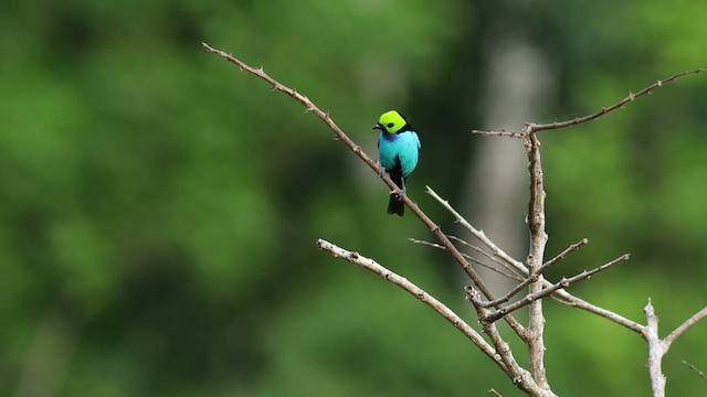 Paradise Tanager - ML424902711