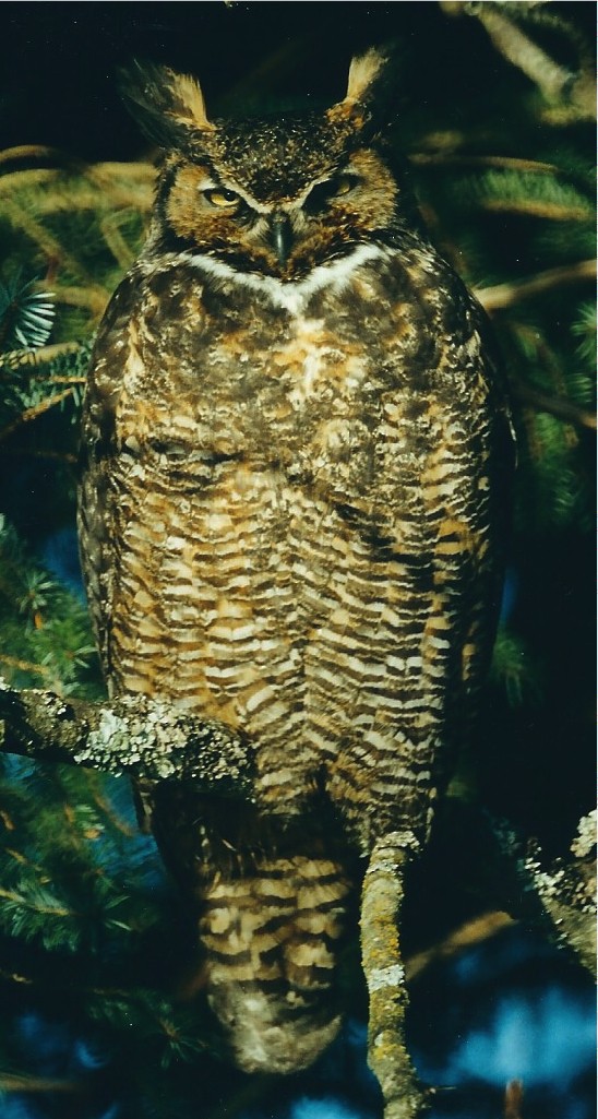 Great Horned Owl - Gus van Vliet
