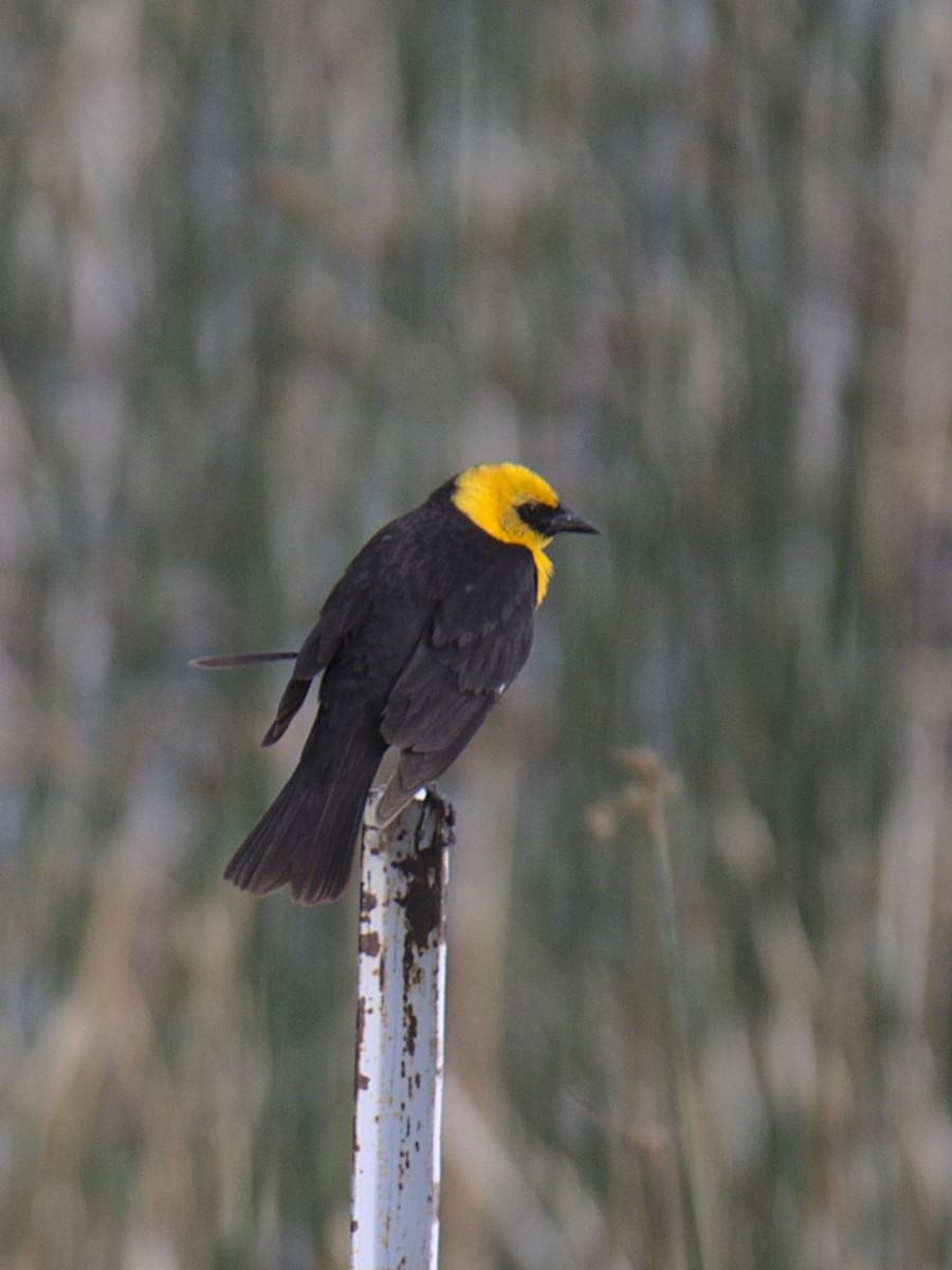 Yellow-headed Blackbird - Sam Rawlins