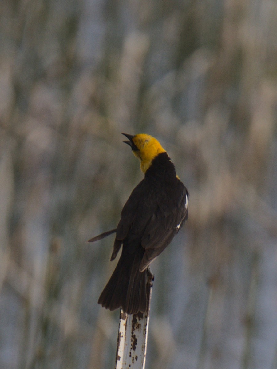 Yellow-headed Blackbird - ML424913411