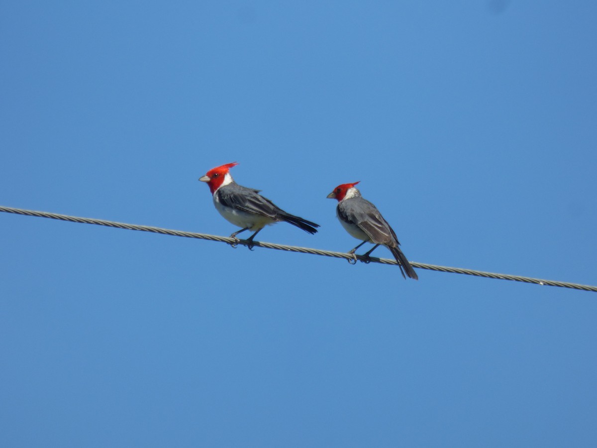 Red-crested Cardinal - ML424914571