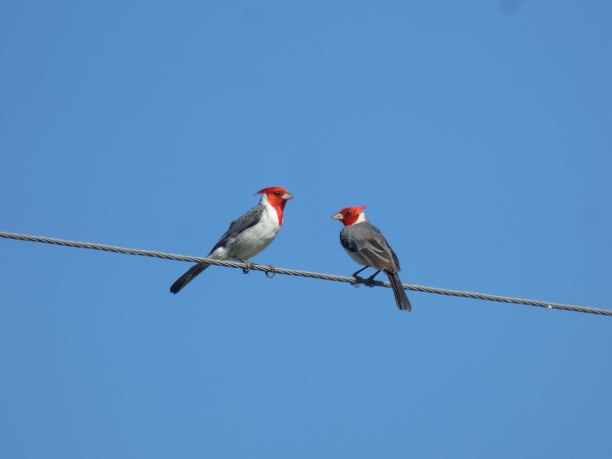 Red-crested Cardinal - ML424914711