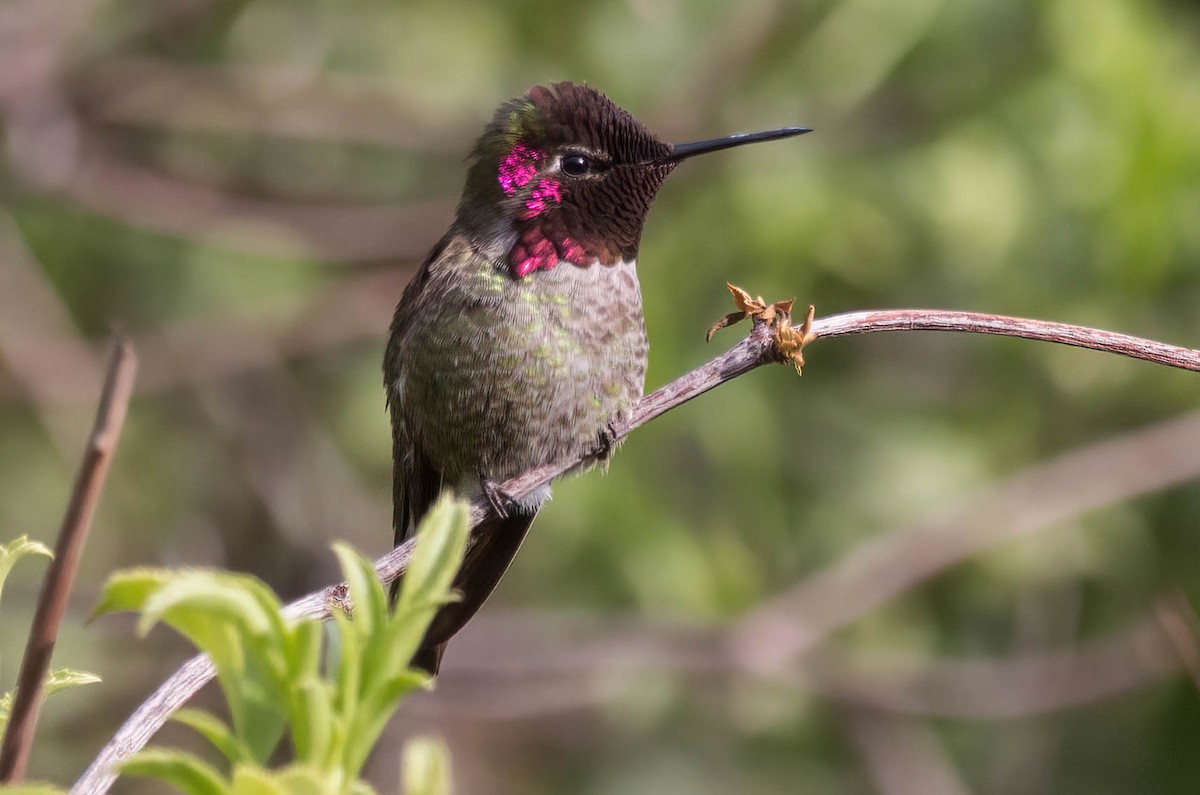 Anna's Hummingbird - ML424916411