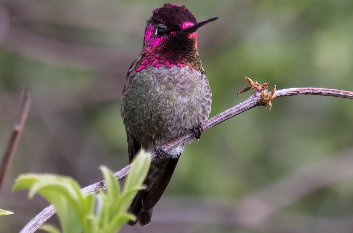 Anna's Hummingbird - ML424916431
