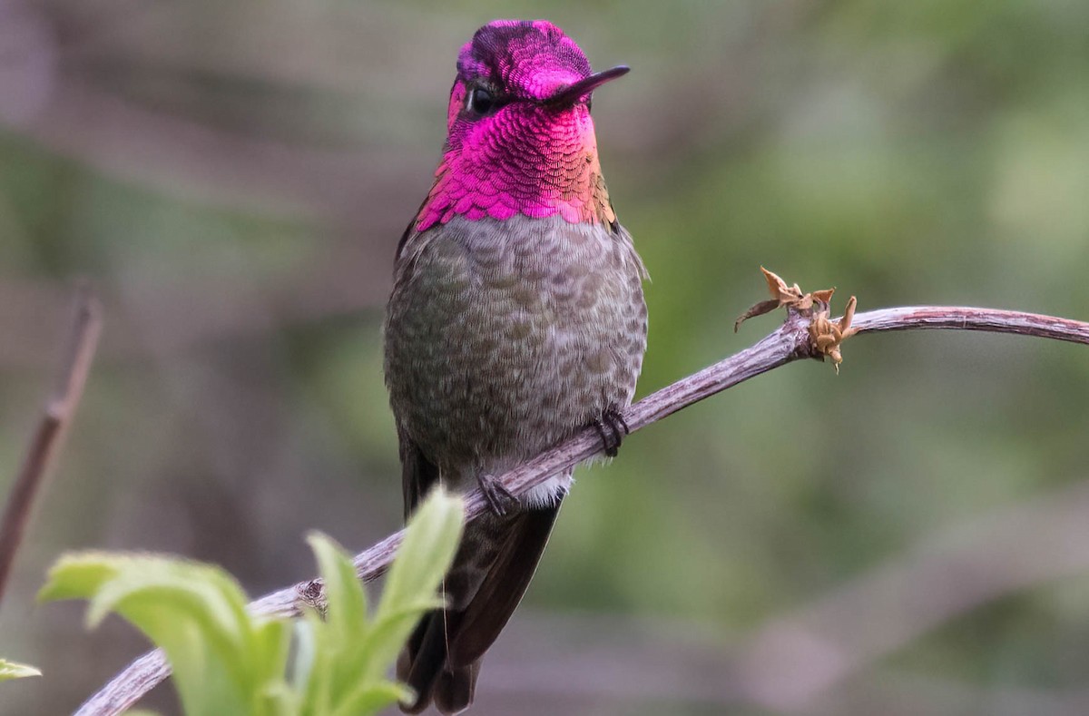 Anna's Hummingbird - ML424916501