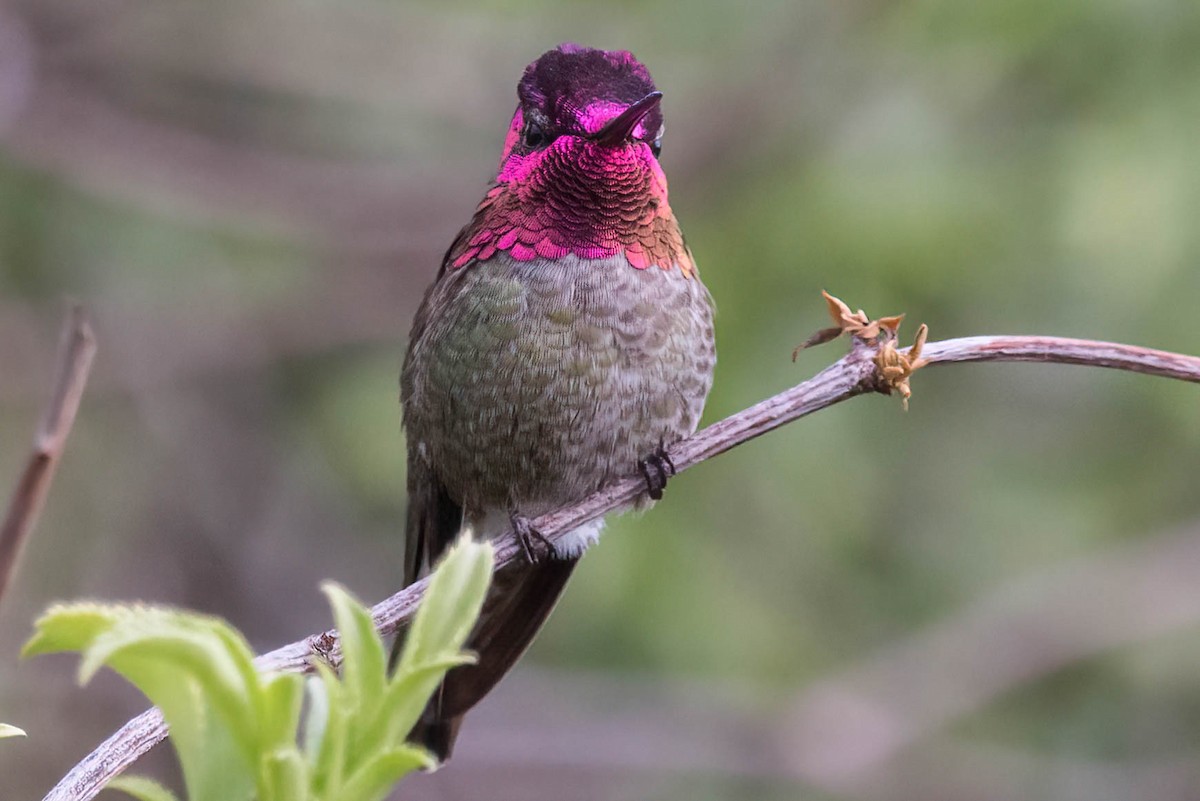 Anna's Hummingbird - ML424916541