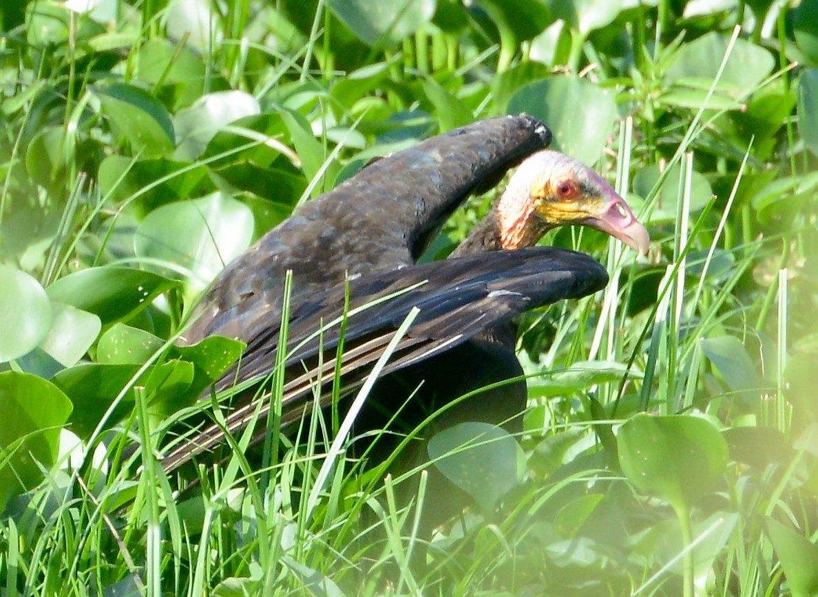 Lesser Yellow-headed Vulture - ML42492431