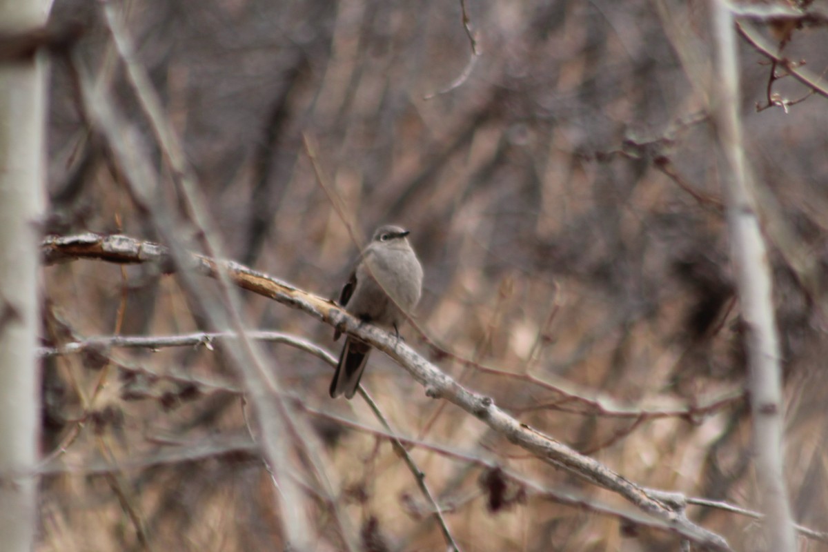 Townsend's Solitaire - ML424924391