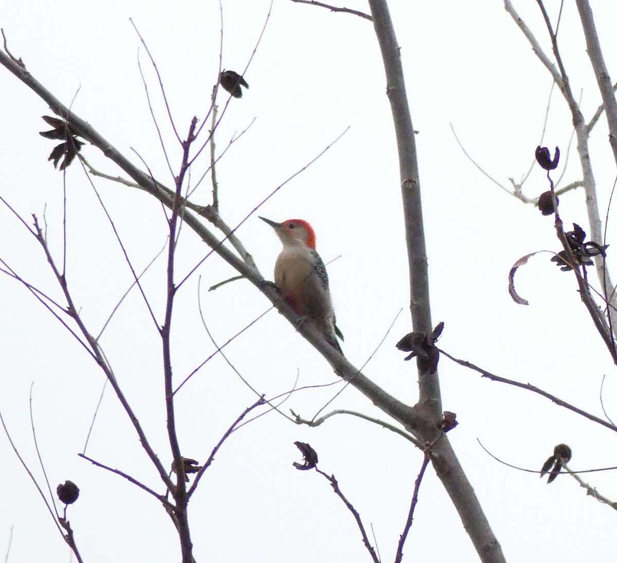 Red-bellied Woodpecker - Charles  Crawford