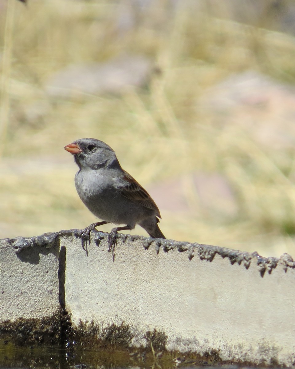 Black-chinned Sparrow - Dawn Zappone