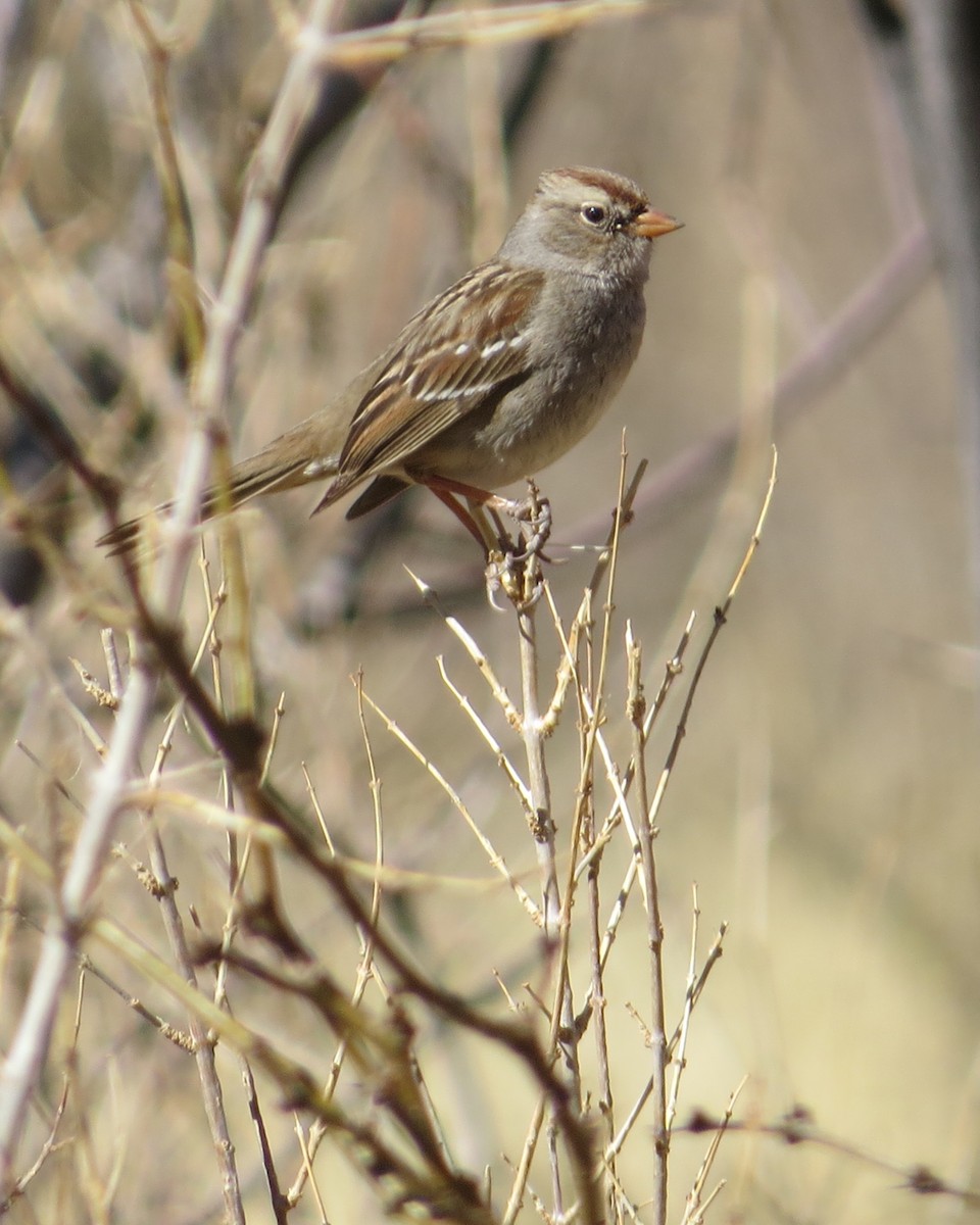 White-crowned Sparrow - ML424929041
