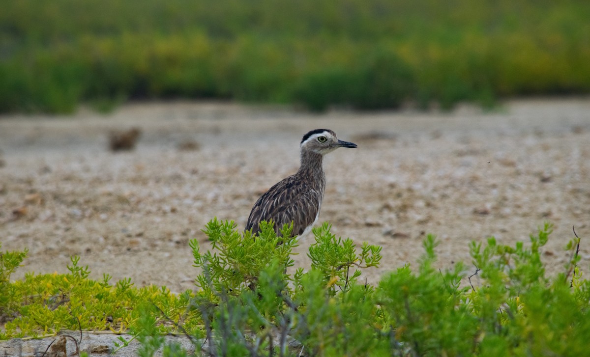 Double-striped Thick-knee - ML424933851