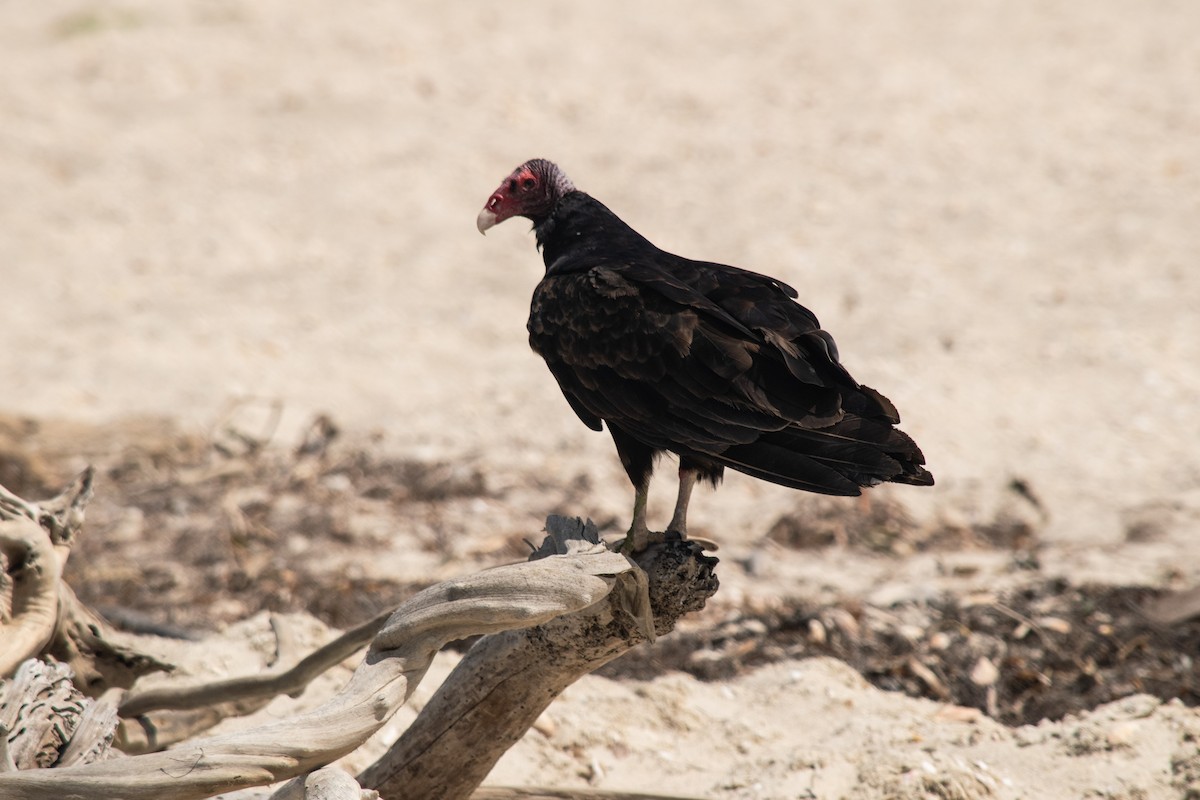 Turkey Vulture - ML424936281