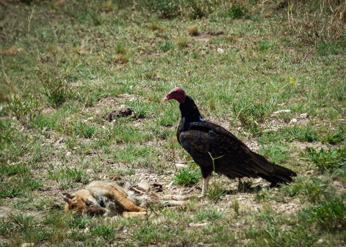 Turkey Vulture - ML424937181