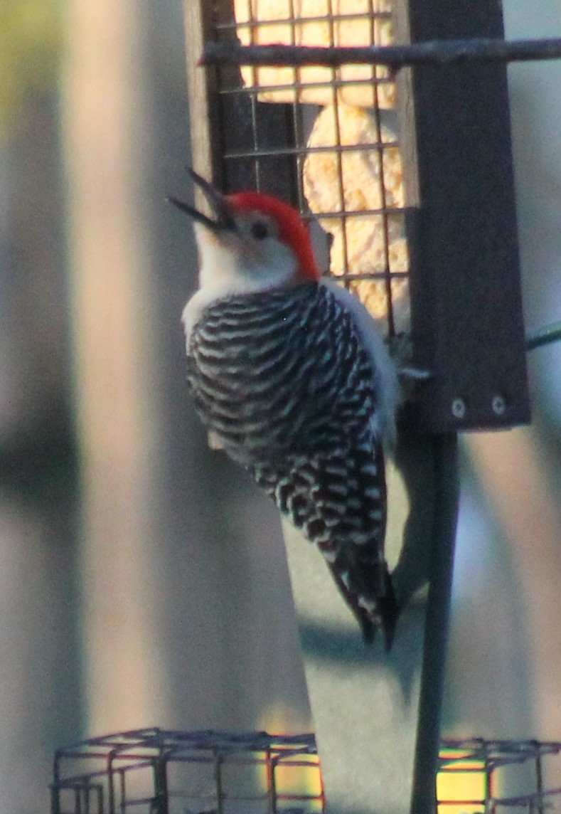 Red-bellied Woodpecker - ML424949801