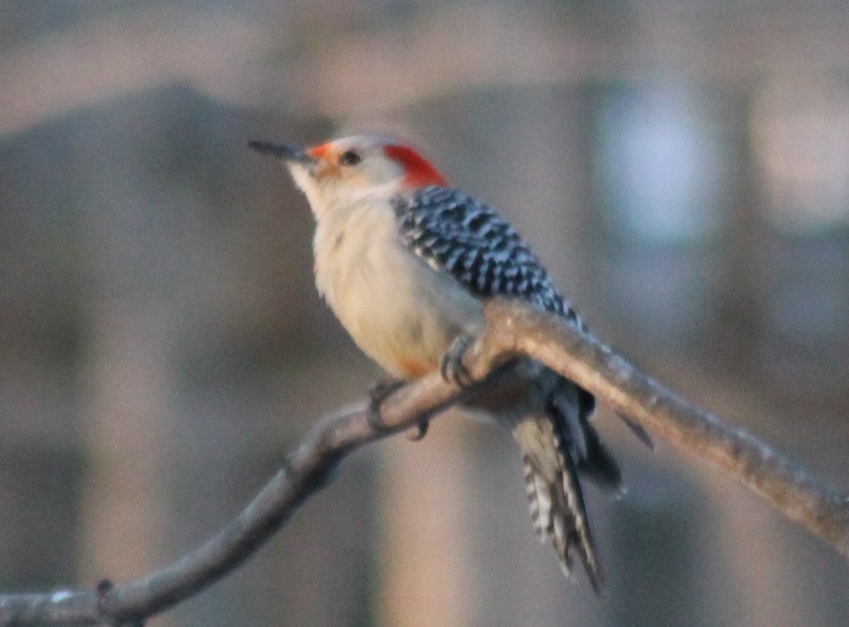 Red-bellied Woodpecker - ML424949941