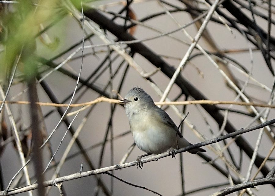 Lucy's Warbler - ML424952781