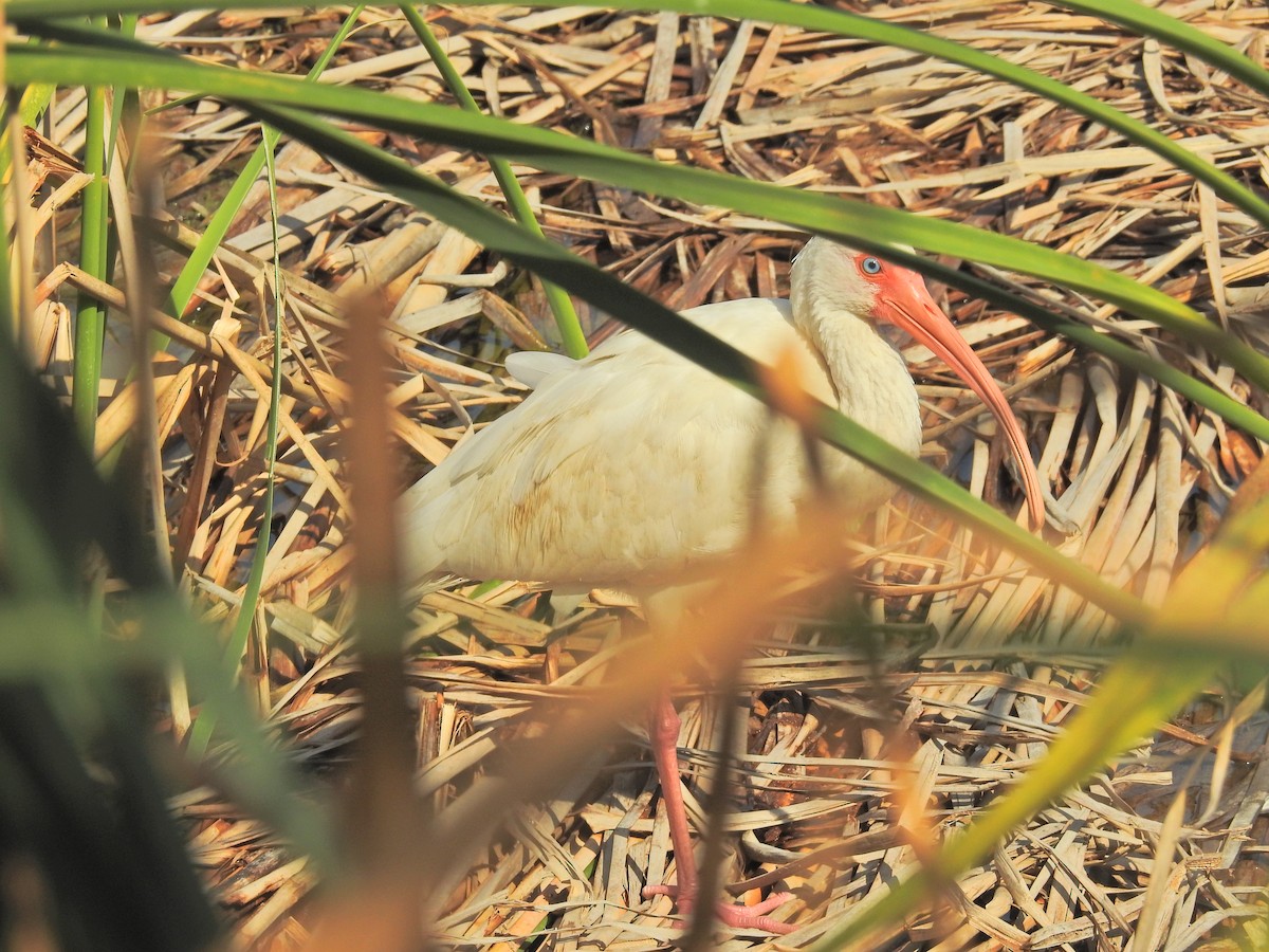 ibis bílý - ML42495601