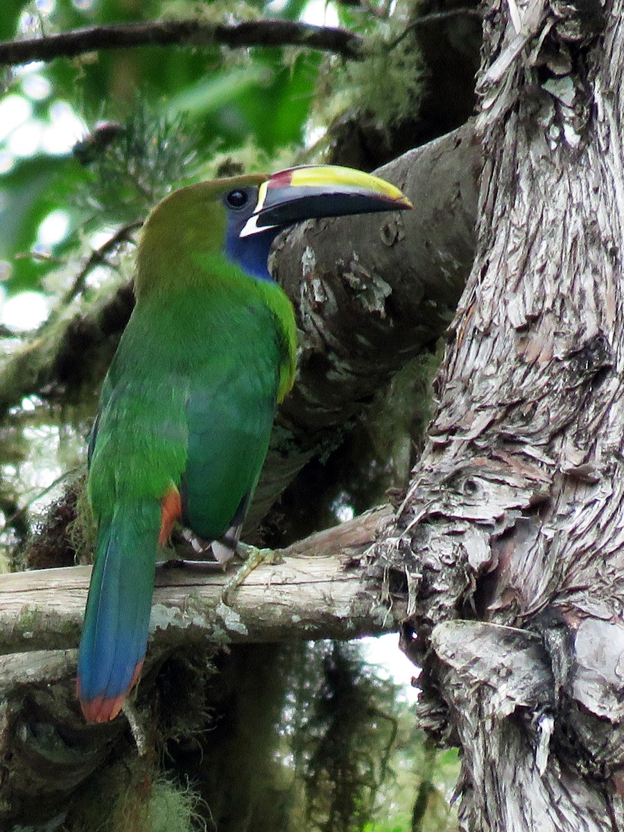 Northern Emerald-Toucanet - Amy Evenstad