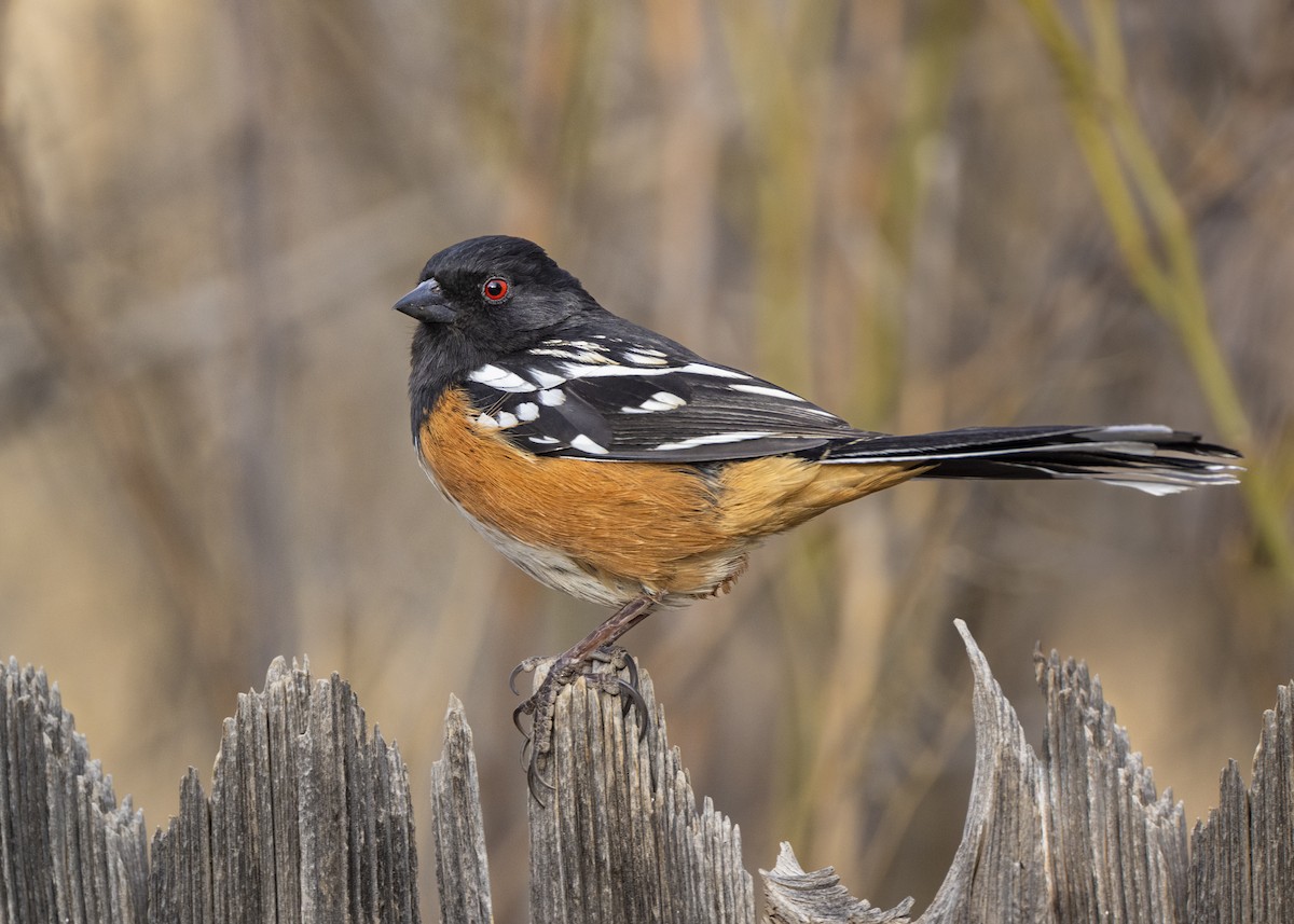 Spotted Towhee - ML424959711