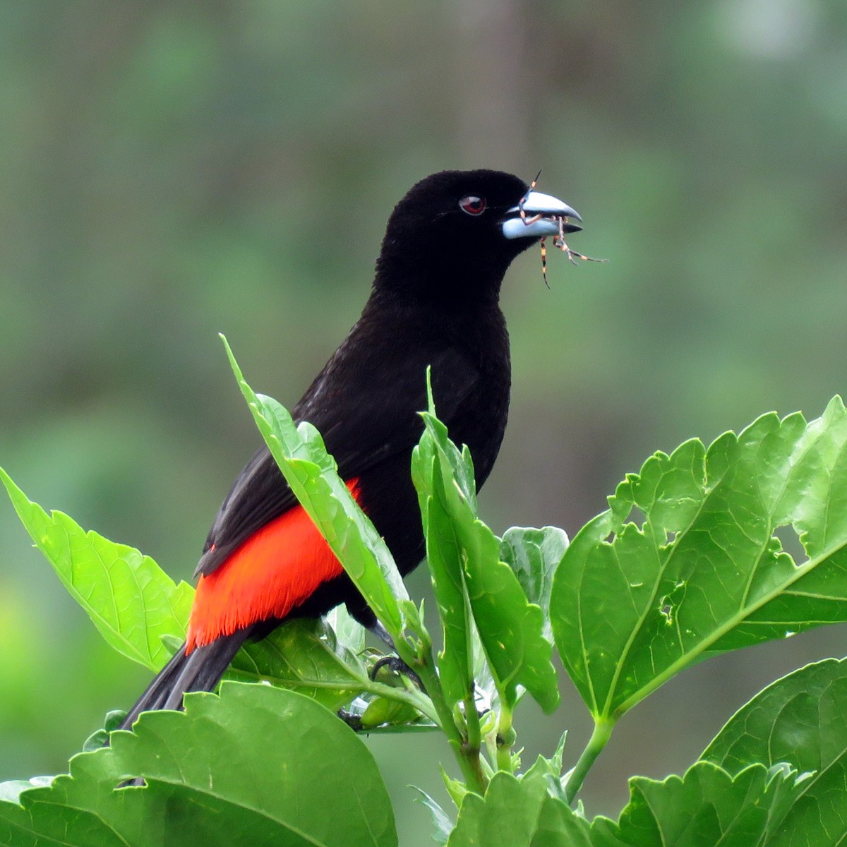Scarlet-rumped Tanager (Passerini's) - Amy Evenstad