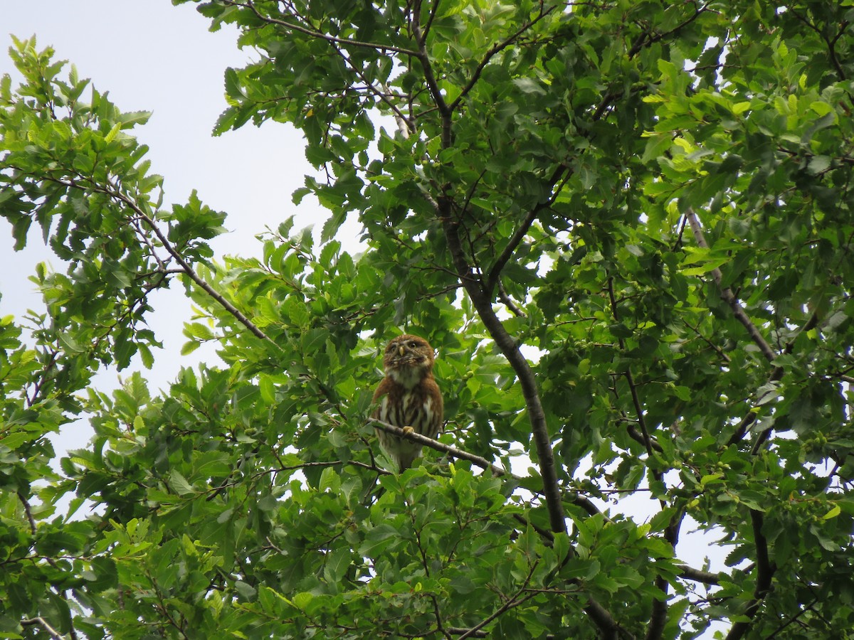 Austral Pygmy-Owl - ML424964301