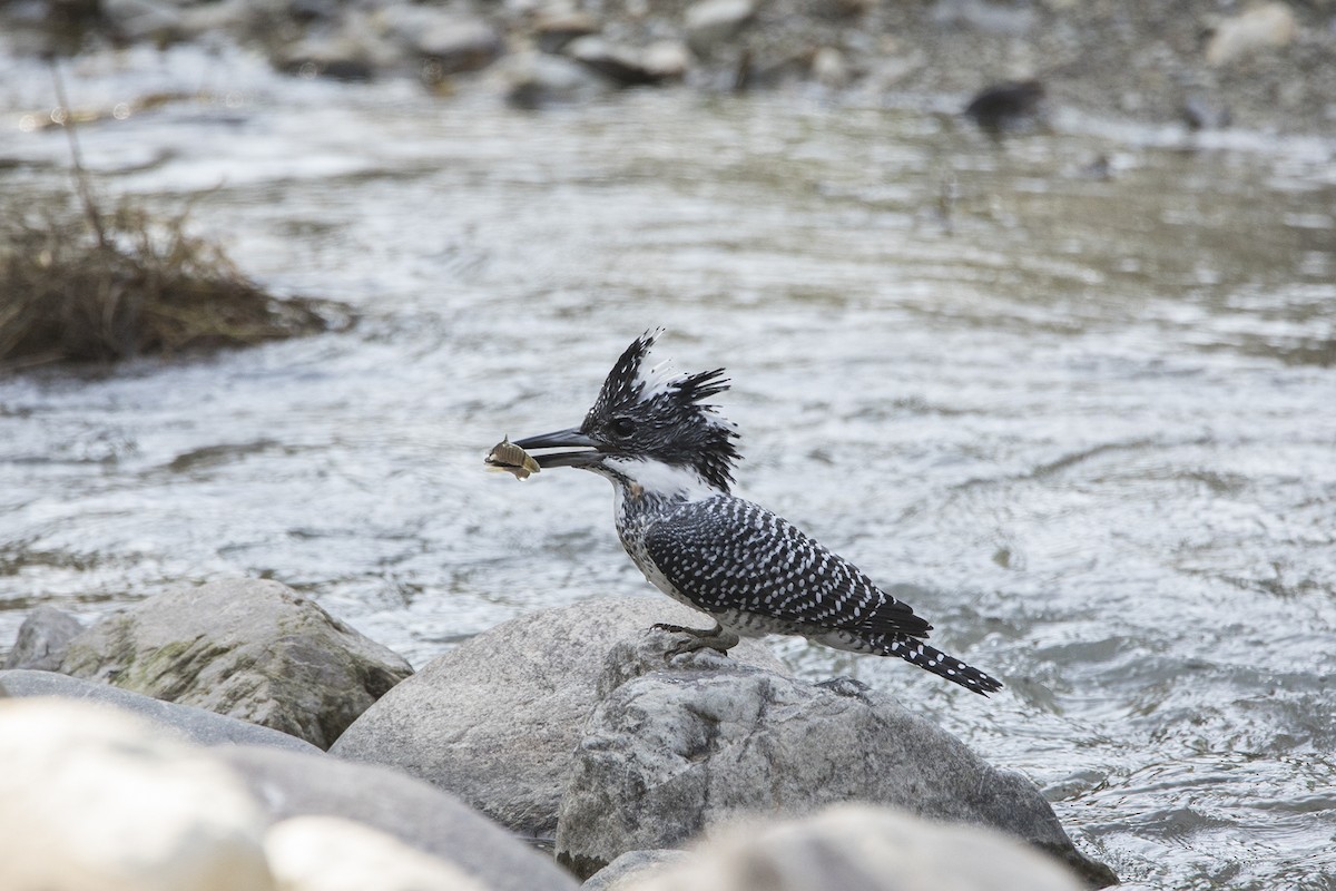 Crested Kingfisher - ML424966251